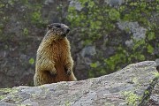 60 Marmotta in sentinella